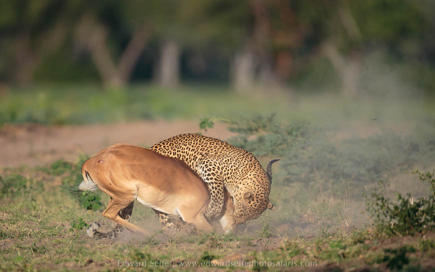 Wildlife image from photo safari with edward selfe.