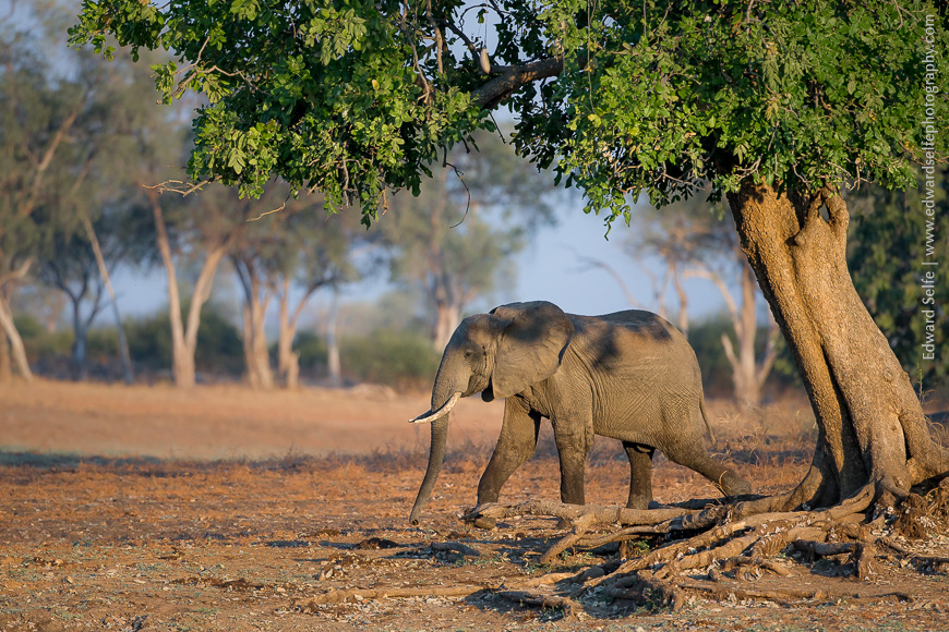 A bull elephant walks briskly towards water in South Luangwa National Park.