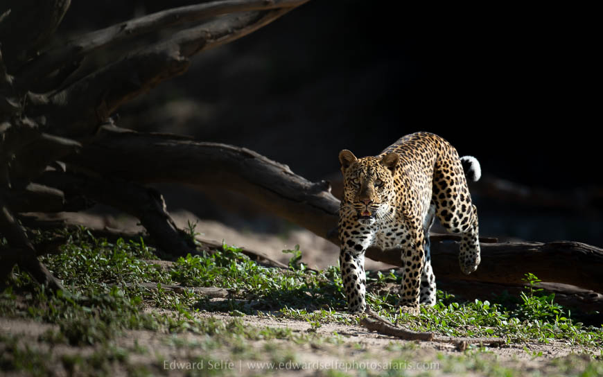 Wildlife image from photo safari with edward selfe.