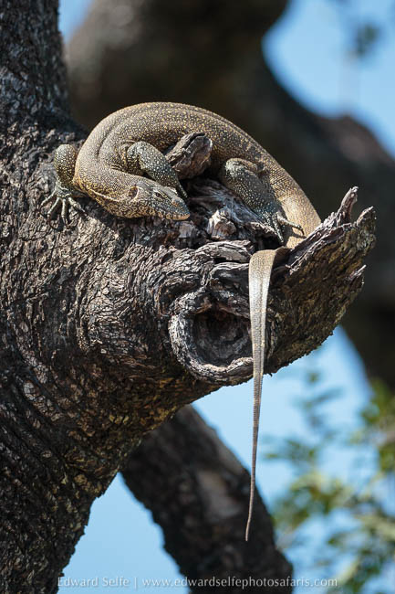 Wildlife image from photo safari with edward selfe in south luangwa national park.