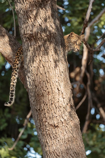 Images of wildlife from photo safari with edward selfe in the south luangwa np.