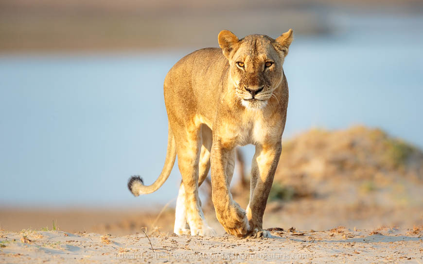 Wildlife image from photo safari with edward selfe in south luangwa national park.