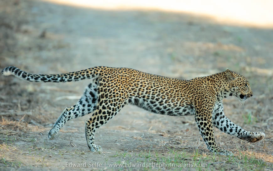 Wildlife image from photo safari with edward selfe.