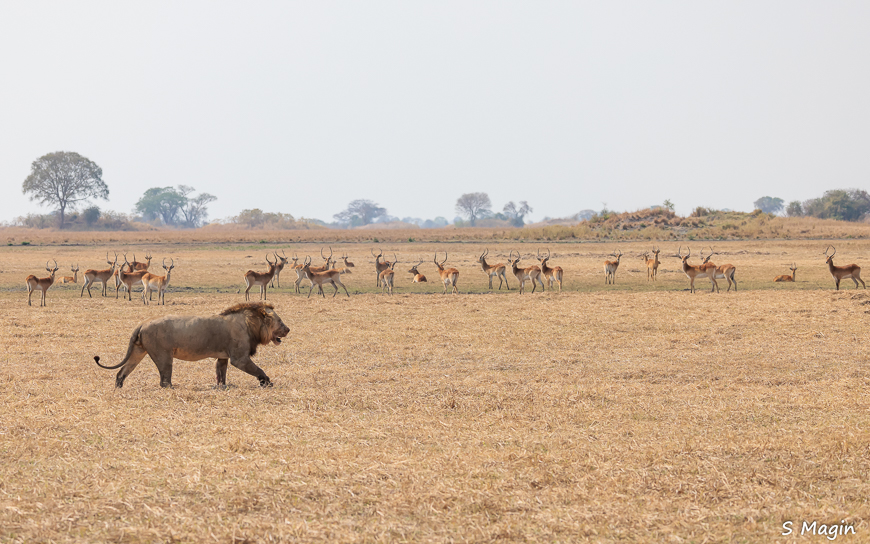 Wildlife image by Sharon Magin from photo safari in Zambia with Edward Selfe.