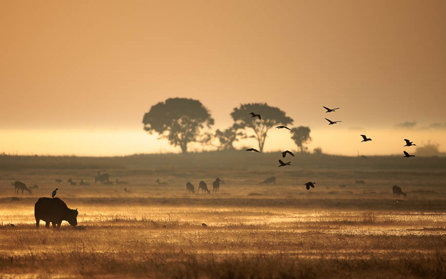Images of wildlife from photo safari with edward selfe in zambia.