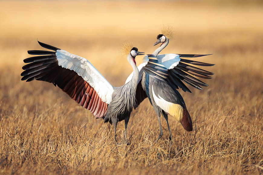 Images of wildlife from photo safari with edward selfe in zambia.