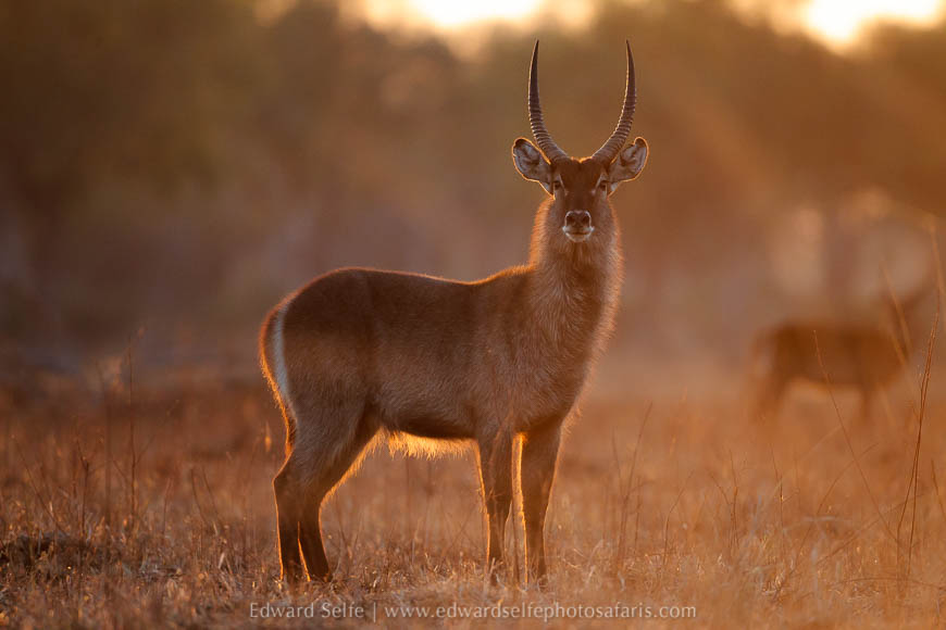Waterbuck on photo safari with edward selfe in south luangwa national park.
