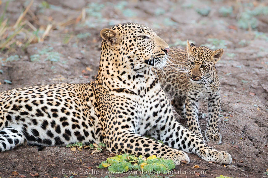 Wildlife image from photo safari with edward selfe.