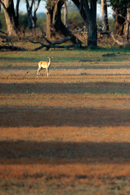 Images of wildlife from photo safari with edward selfe in the nsefu sector.
