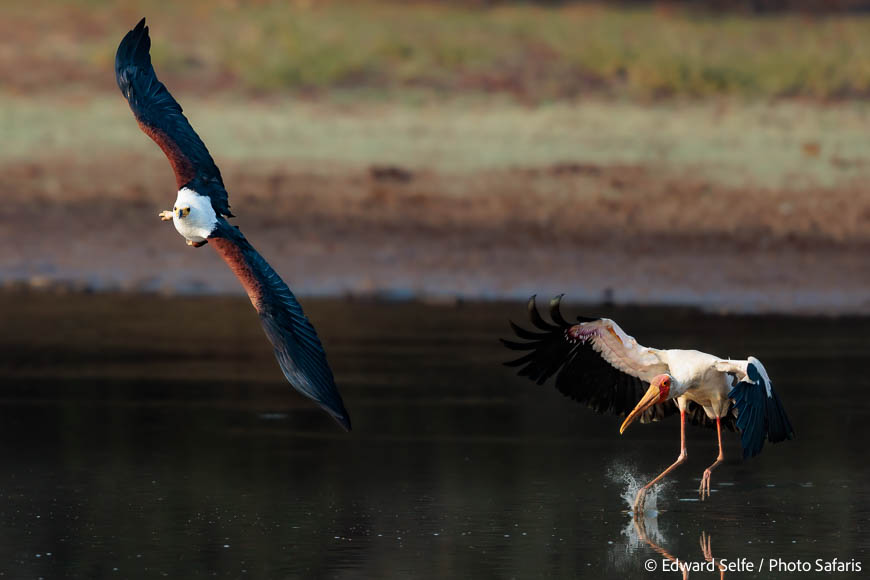 Image from exclusive luangwa photo safari by edward selfe