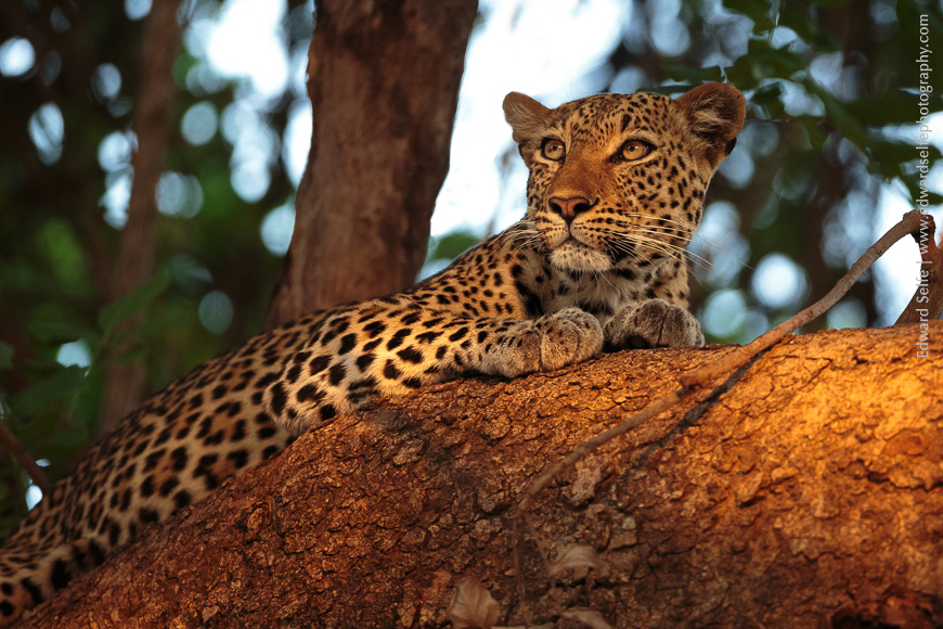 A leopard in a tree in golden light in South Luangwa.