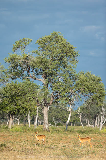Wildlife image from photo safari with edward selfe.
