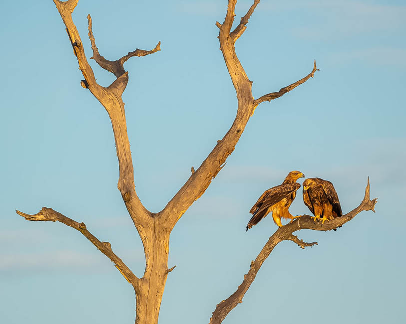 Wildlife image from South Luangwa by Mike White