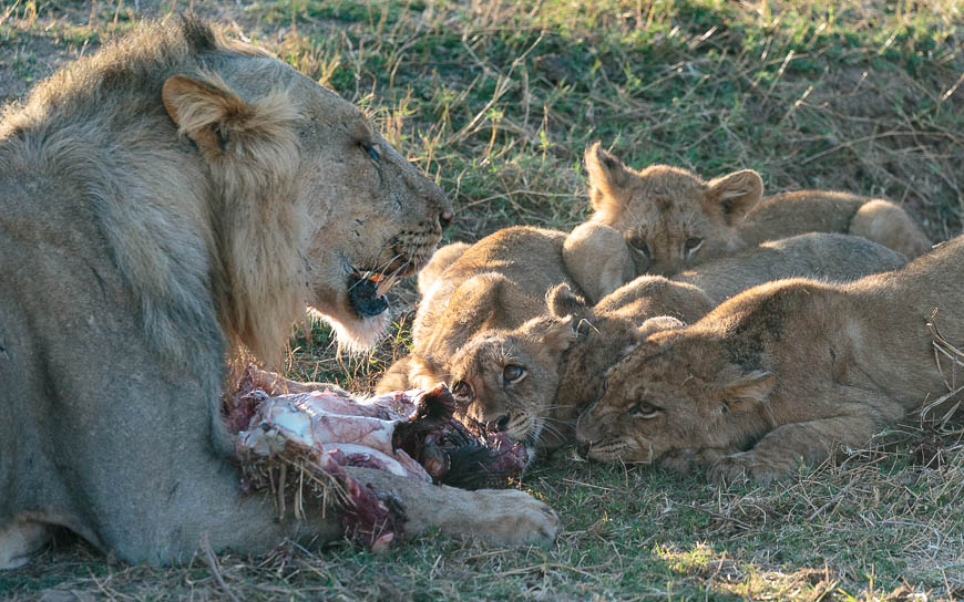 Wildlife image from photo safari with edward selfe in south luangwa national park.
