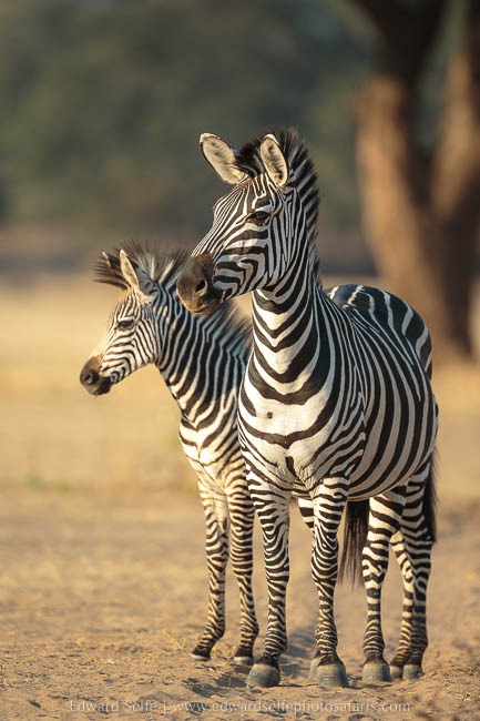 Two zebras watch nearby lions on photo safari with edward selfe in south luangwa national park.