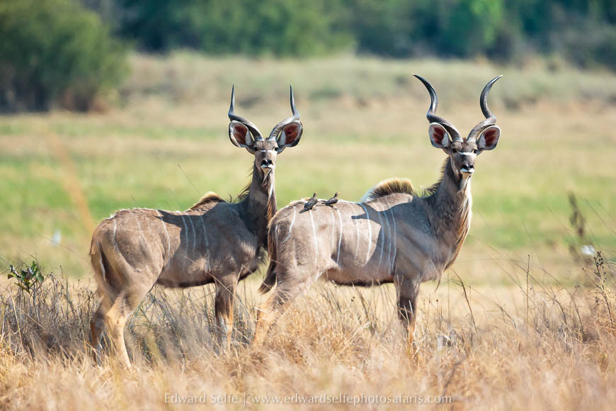 Wildlife image from a photo safari with edward selfe.