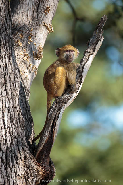 Wildlife image from photo safari with edward selfe.