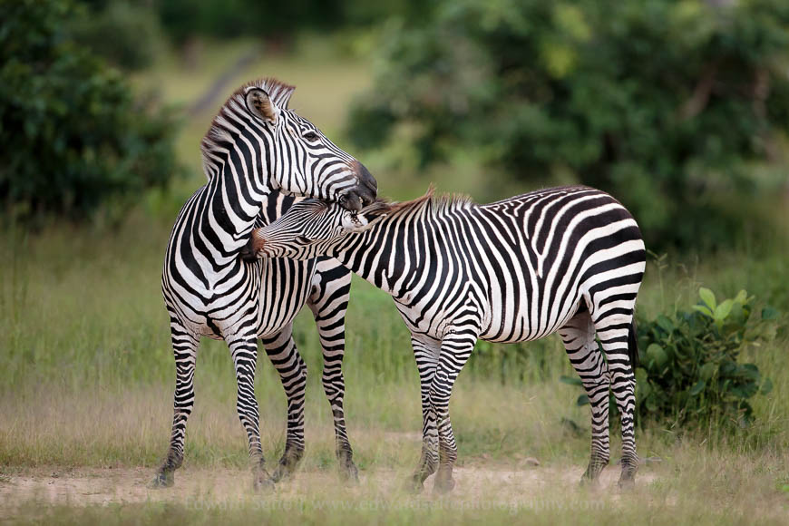 Zebra stallions spar in the South Luangwa National Park