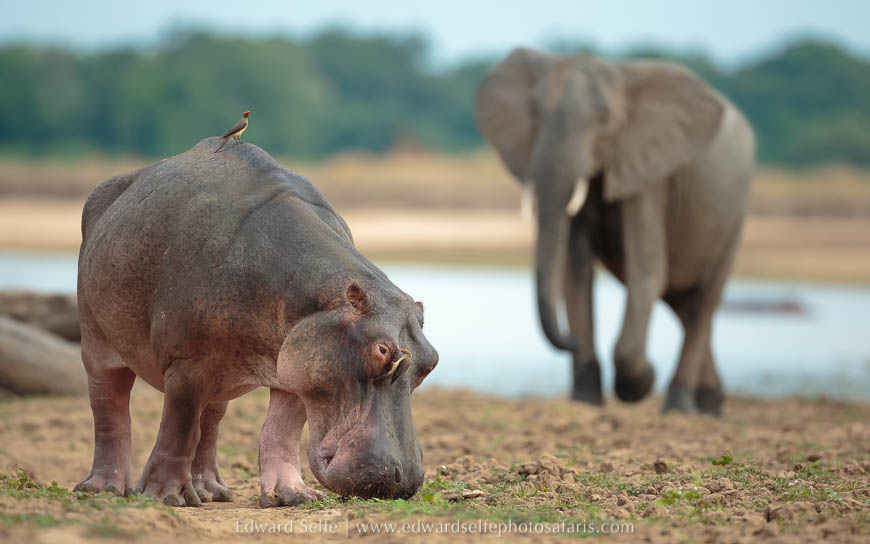 Wildlife image from photo safari with edward selfe in south luangwa national park.