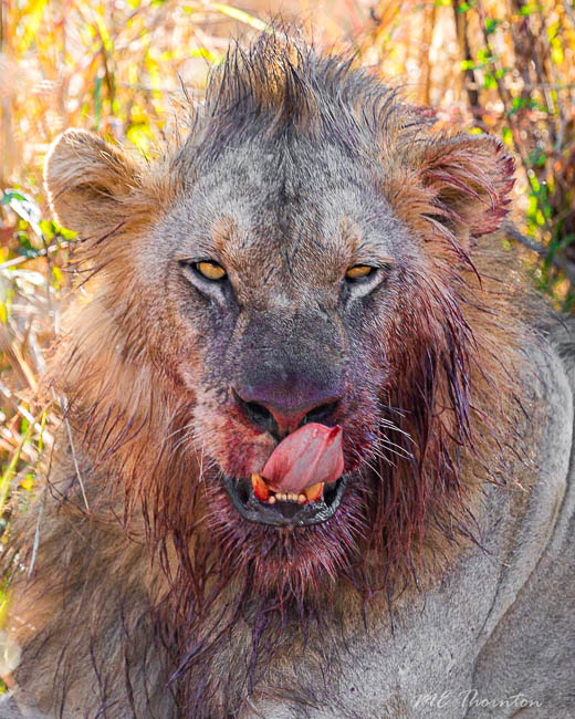 Wildlife image by michael thornton from photo safari in south luangwa with edward selfe.
