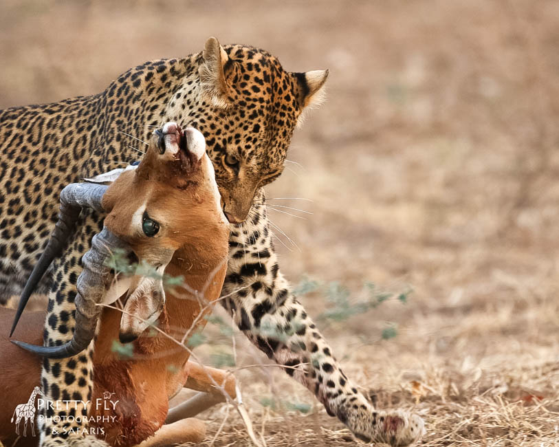 Wildlife image from photo safari with edward selfe in south luangwa national park.