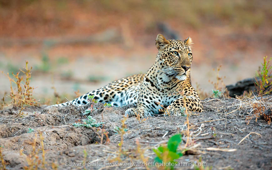 Wildlife image from photo safari with edward selfe.