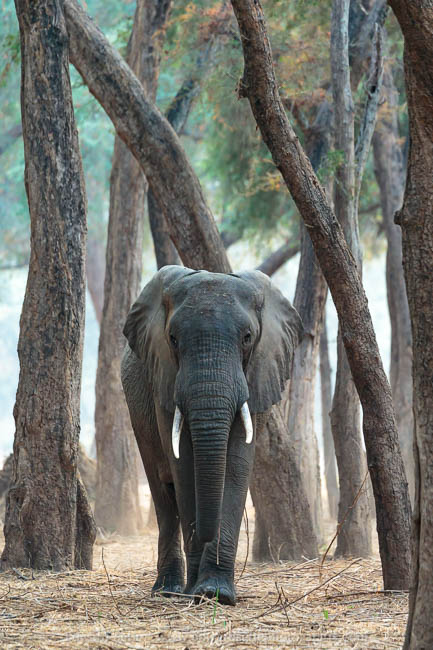Wildlife image from a photo safari with edward selfe.