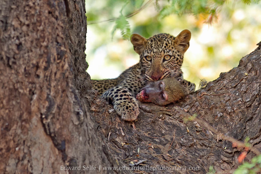 Wildlife image from photo safari with edward selfe.