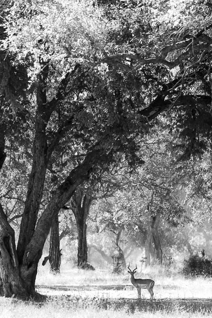 Wildlife image from photo safari with edward selfe in south luangwa national park.