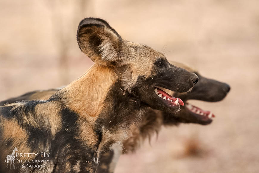 Wildlife image from photo safari with edward selfe in south luangwa national park.