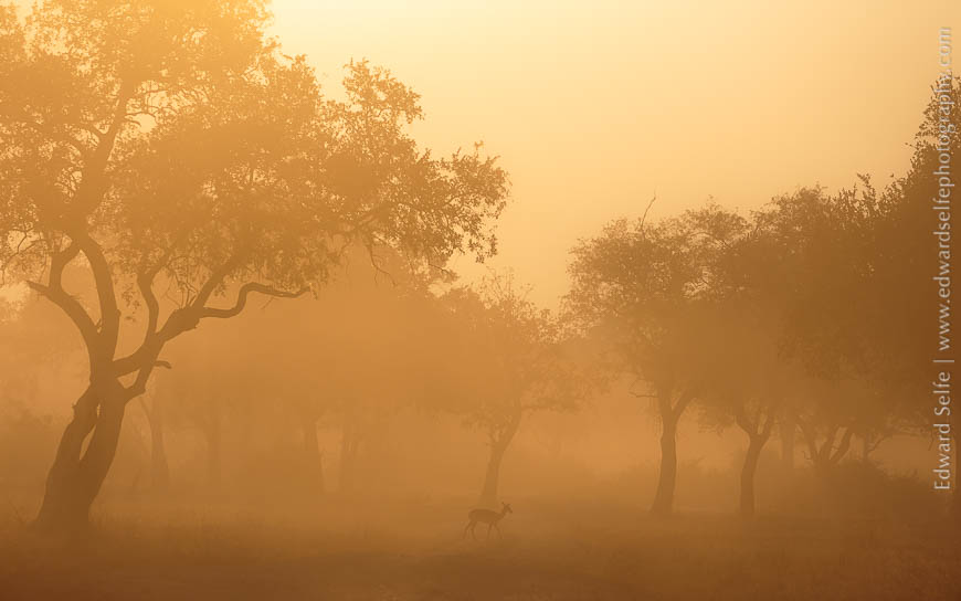 An impala crossed a plain against the light in the early morning on safari in South Luangwa.