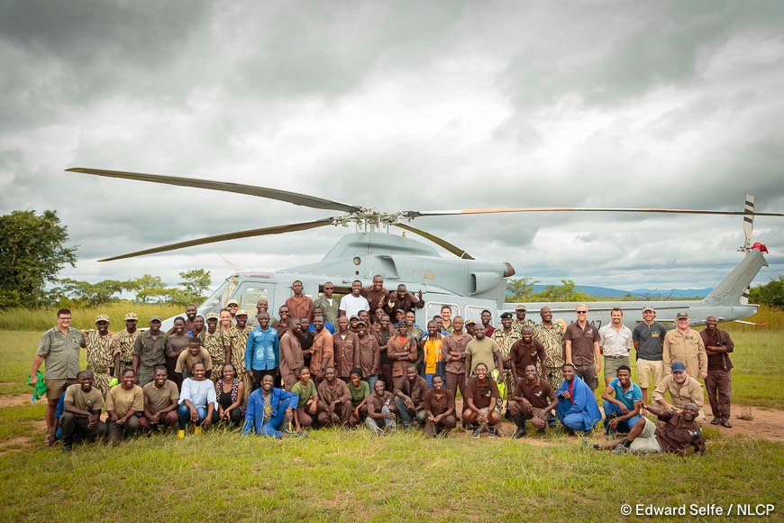 Images of the rescue a wild black rhino and his safe return to north luangwa national park.