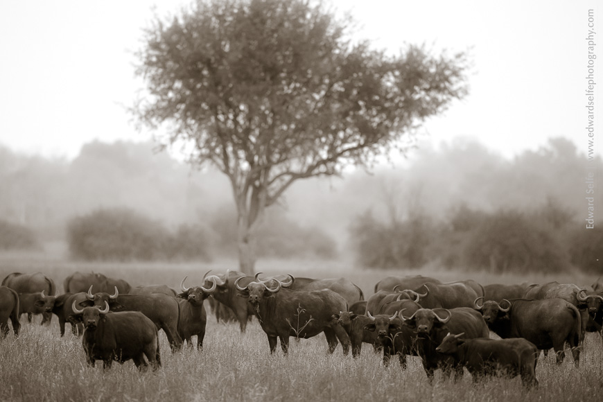Buffalo herd at dusk in SLNP, Zambia