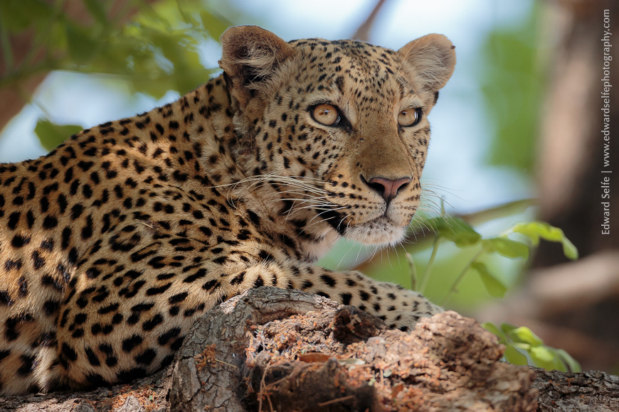 A female leopard rests in a Sausage tree in Nsefu Sector of South Luangwa.