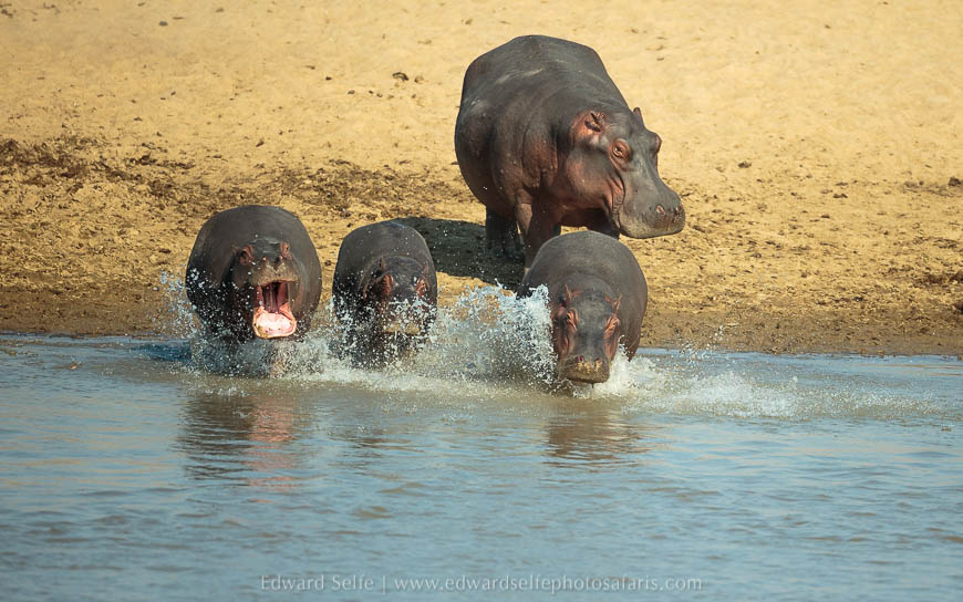 Wildlife image from photo safari with edward selfe in south luangwa national park.