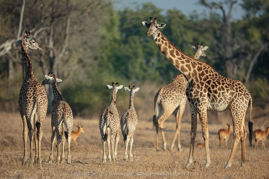 Giraffe family on photo safari with edward selfe in south luangwa national park.