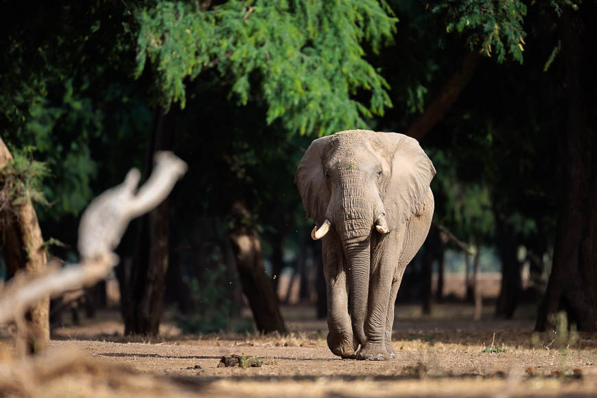 Images of wildlife from photo safari with edward selfe in zambia.