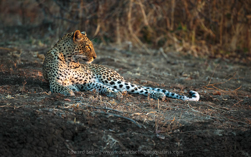 Wildlife image from photo safari with edward selfe in south luangwa national park.