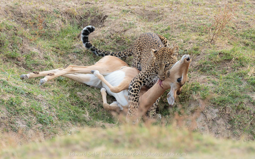 Leopard drags kill into a gully on photo safari in south luangwa national park.