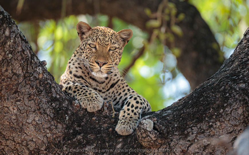 Wildlife image from photo safari with edward selfe in south luangwa national park.