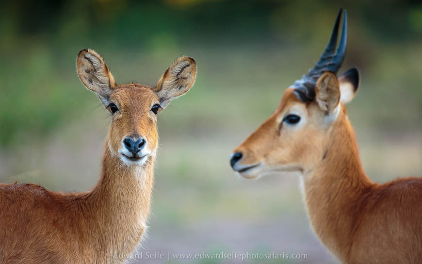 Wildlife image from photo safari with edward selfe.