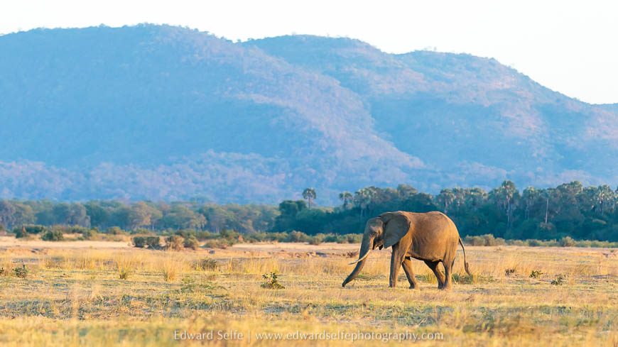 Elephant against the Chindeni Hills on photo safari in South Luangwa National Park.