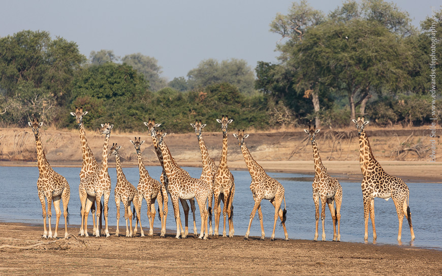 A large herd of Thornicrofts Giraffe flock to the riverbank to drink. Golden sunshine and soft background help the final image.