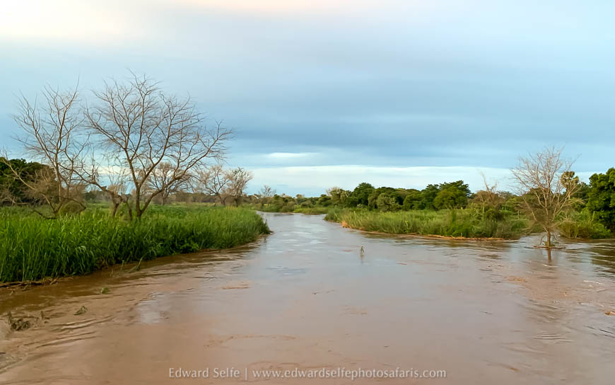 Wildlife image from the flooded luangwa by edward selfe.