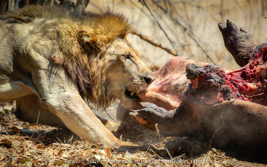 Wildlife image from photo safari with edward selfe.