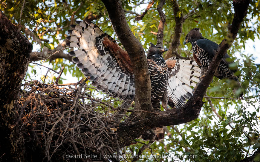 Wildlife image from photo safari with edward selfe.