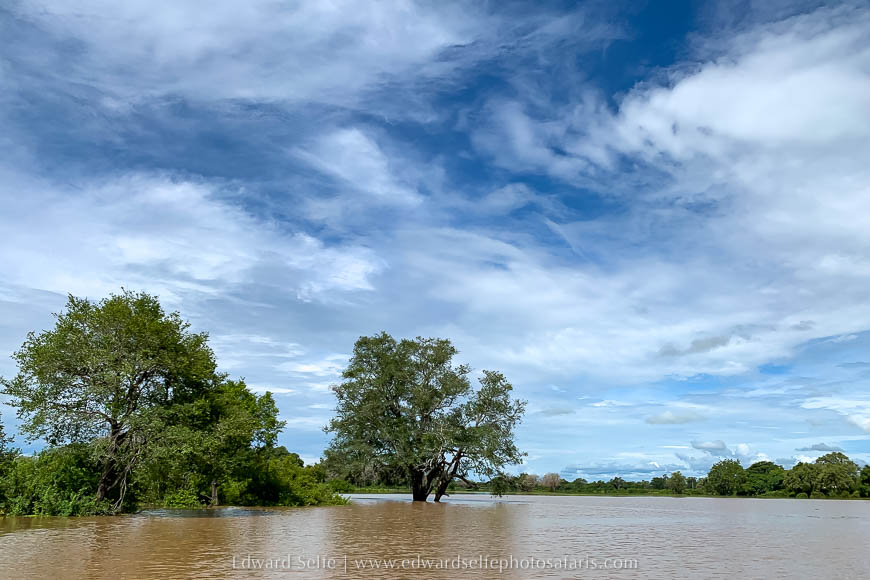 Wildlife image from the flooded luangwa by edward selfe.