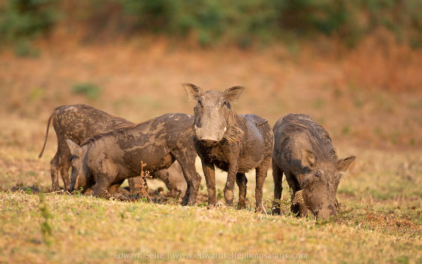 Wildlife image from photo safari with edward selfe in south luangwa national park.