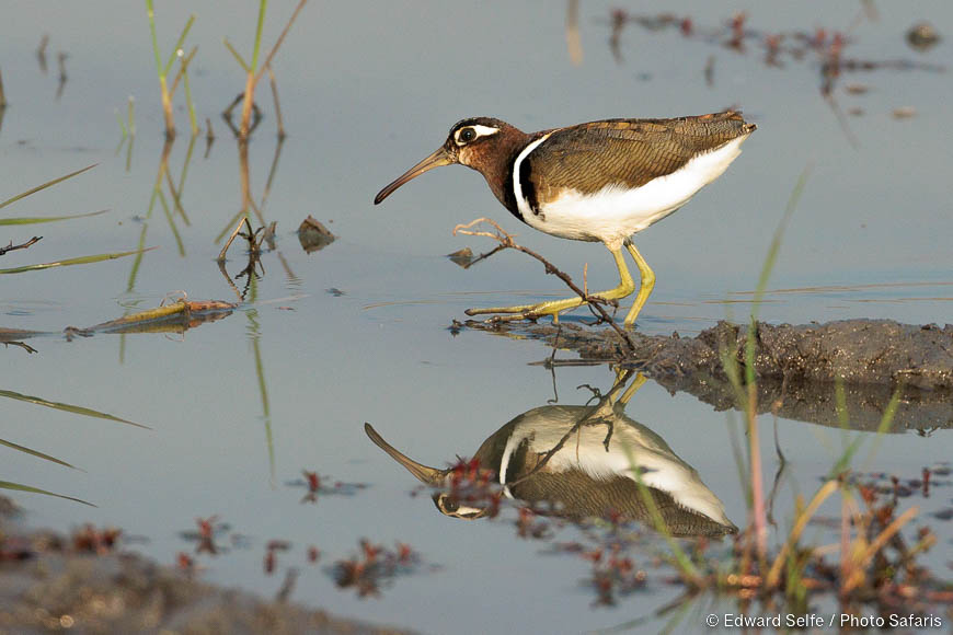 Wildlife image of a bird by edward selfe from photo safari in zambia.