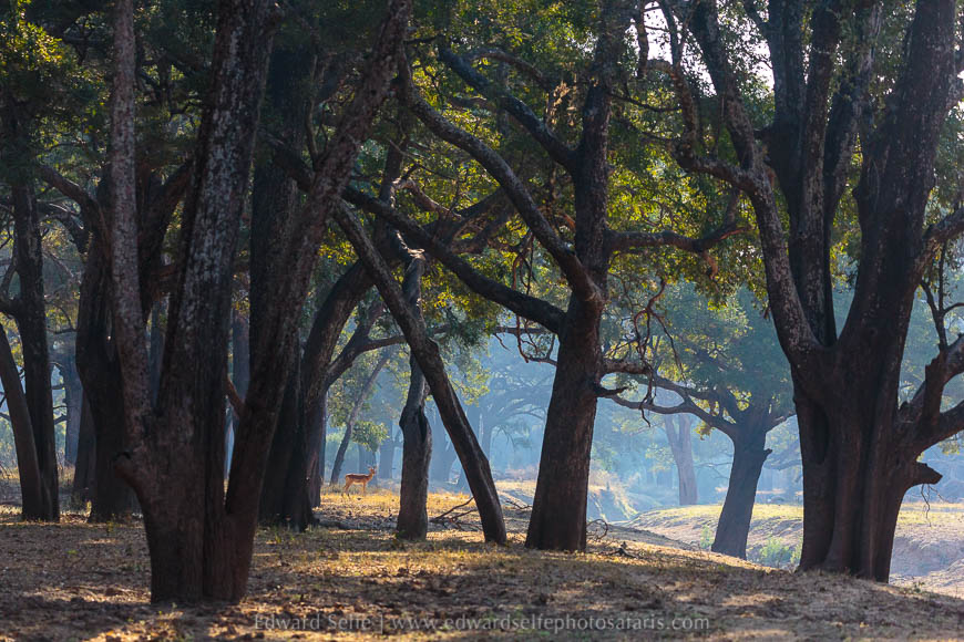 Wildlife image from photo safari with edward selfe.